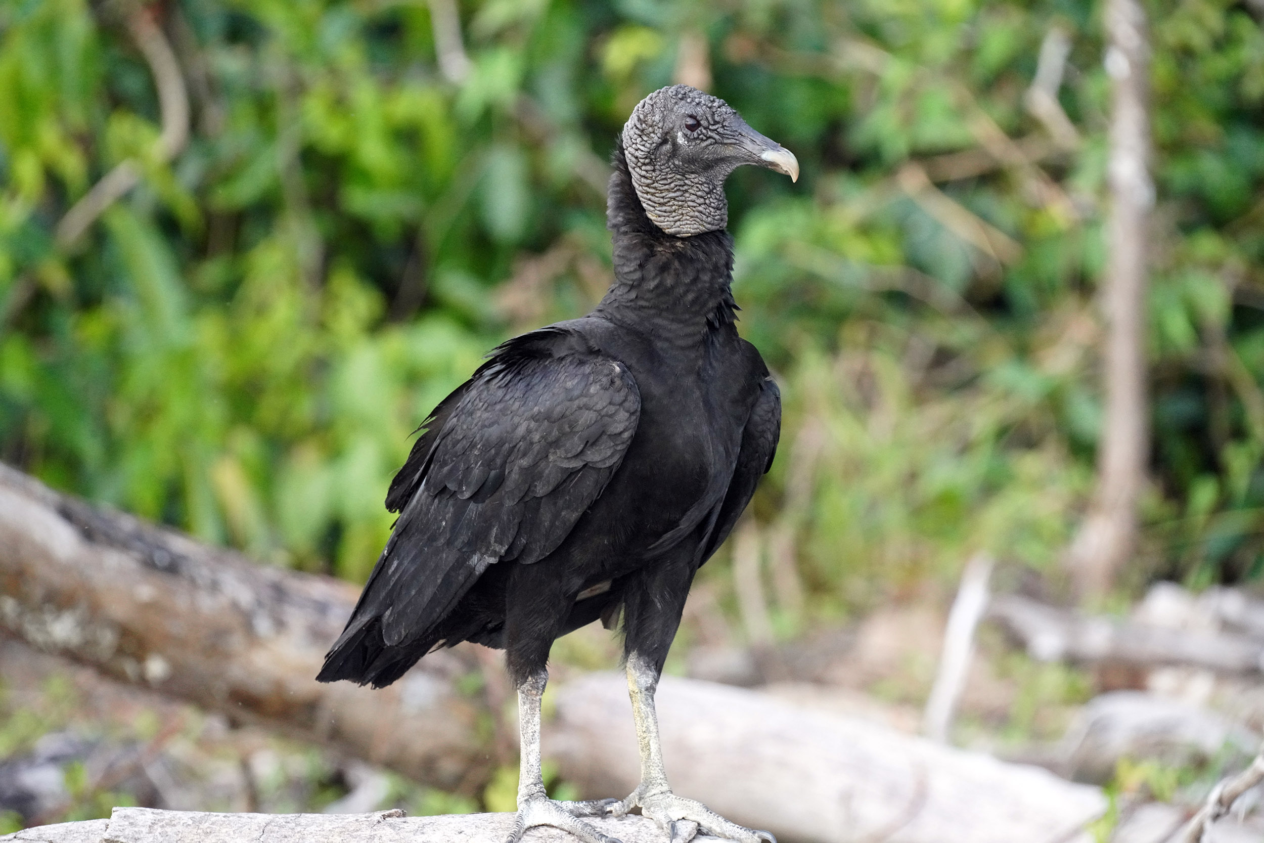 Costa Rica - Février 2025